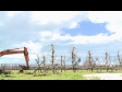 Apple Tree Removed 5 TIMELAPSE 1589